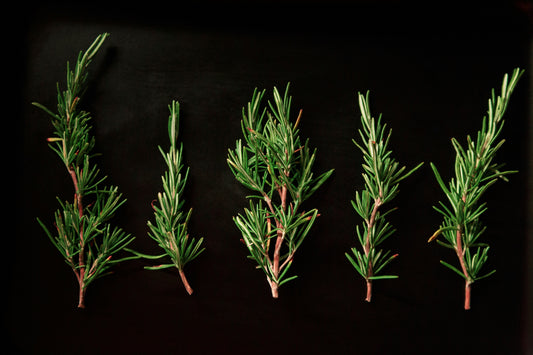 Rosemary Olive Oil Infusion