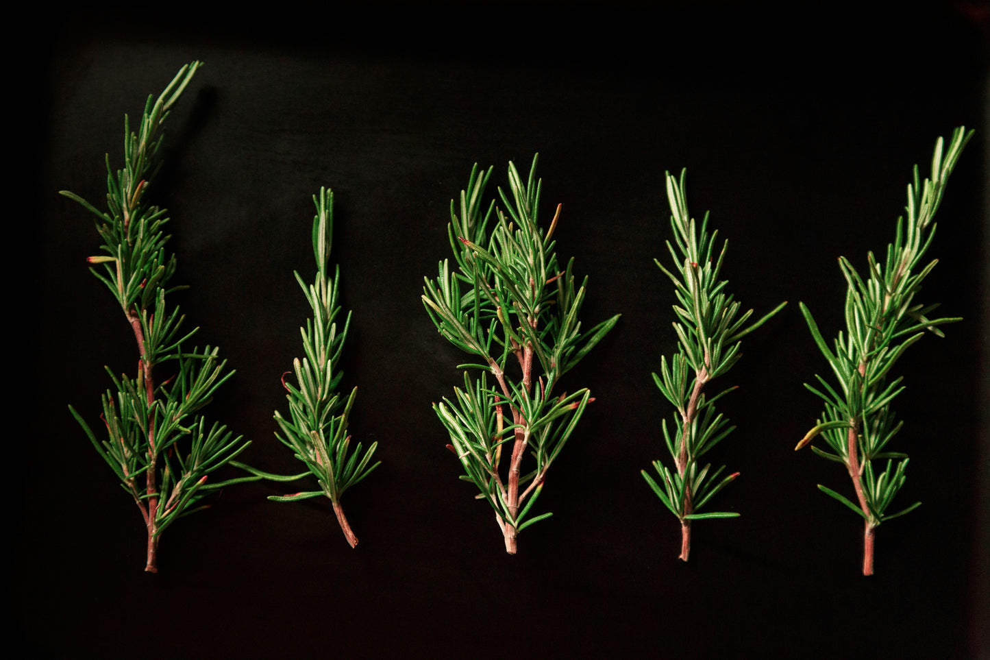Rosemary Olive Oil Infusion