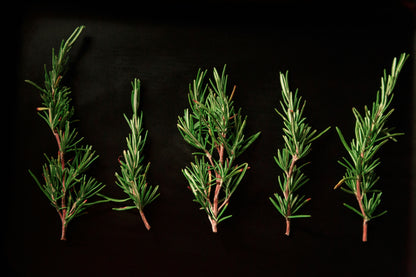 Rosemary Olive Oil Infusion