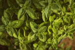 Oregano Olive Oil Infusion