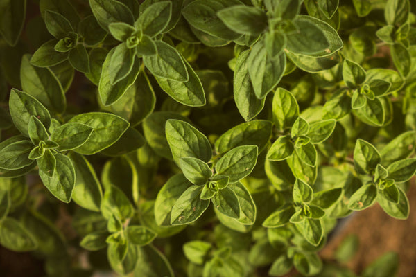Oregano Olive Oil Infusion
